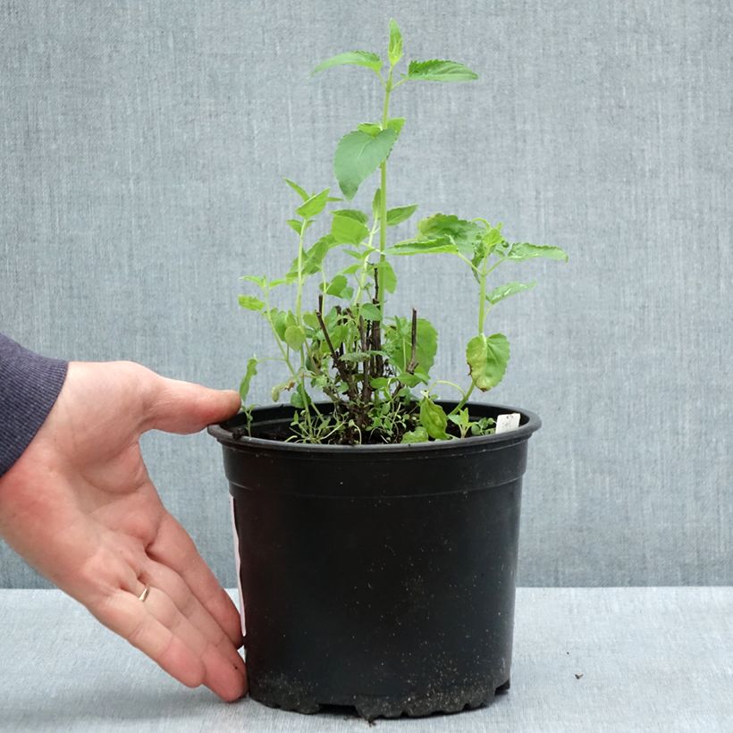 Example of Agastache mexicana Red Fortune Pot van 2 l/3 l as you get in printemps