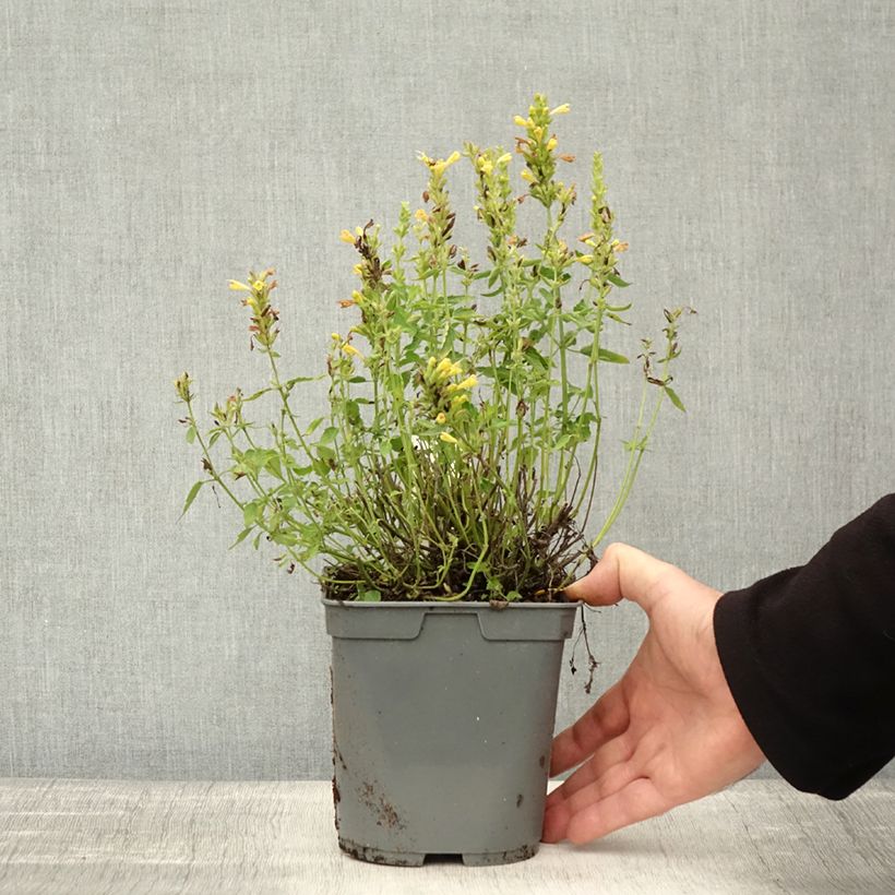 Exemplaar van Agastache Poquito Butter Yellow - Dropplant Pot van 2 l/3 l zoals geleverd in de herfst