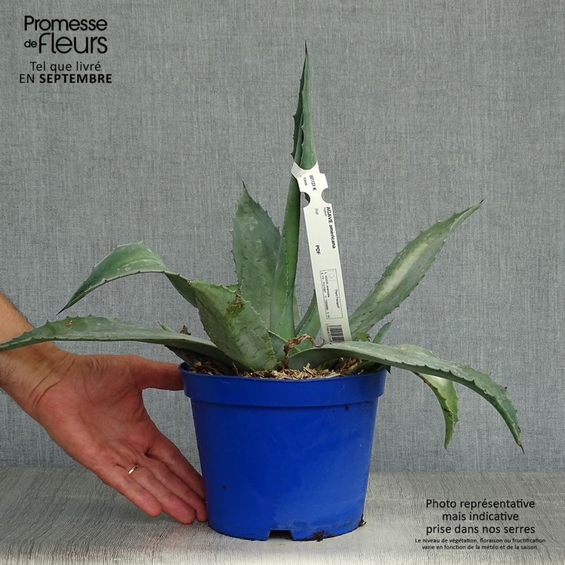 Exemplaar van Agave americana - Honderdjarige aloë Pot van 3 l/4 l zoals geleverd in de herfst