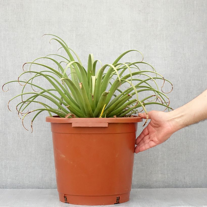 Example of Agave bracteosa Pot van 12 l/15 l as you get in hiver