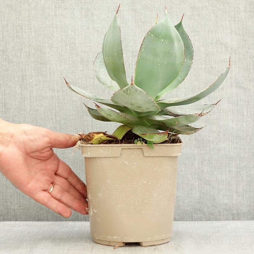 Exemplaar van Agave celsii Nova Pot van 3 l/4 l zoals geleverd in de zomer