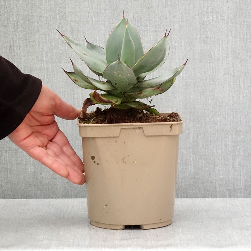 Example of Agave celsii Nova Pot van 3 l/4 l as you get in hiver