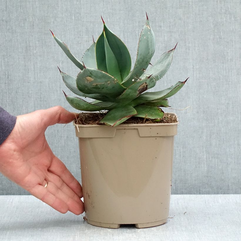 Exemplaar van Agave celsii Nova Pot van 3 l/4 l zoals geleverd in de lente