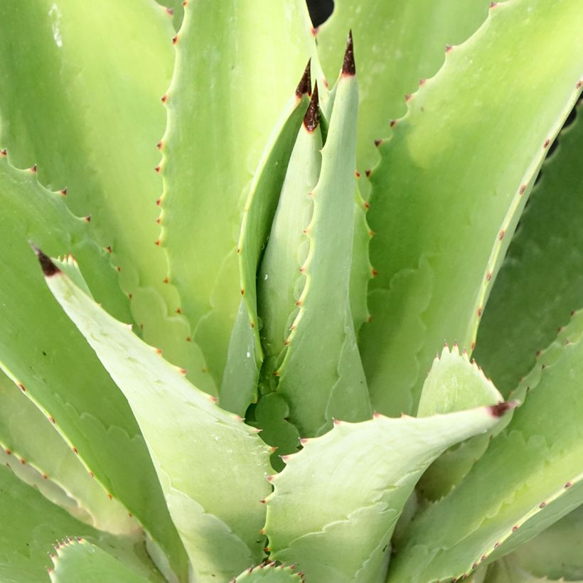 Agave desmetiana - Kleine honderdjarige aloë (Foliage)