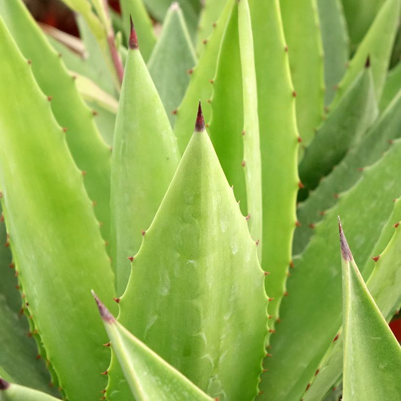 Agave fourcroydes (Foliage)