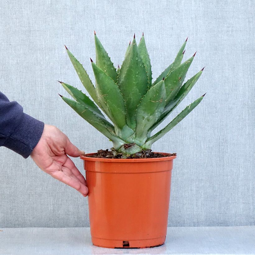 Example of Agave fourcroydes - Henequen Pot van 4 l/5 l as you get in hiver