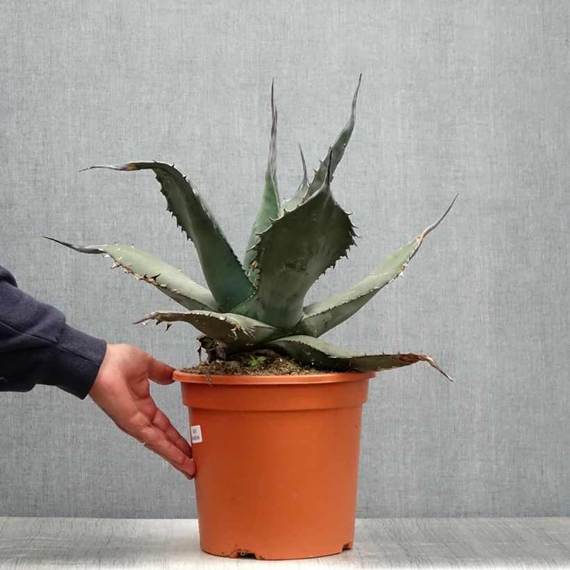Exemplaar van Agave havardiana - Havards Honderdjarige plant Pot van 7,5 l/10 l zoals geleverd in de zomer