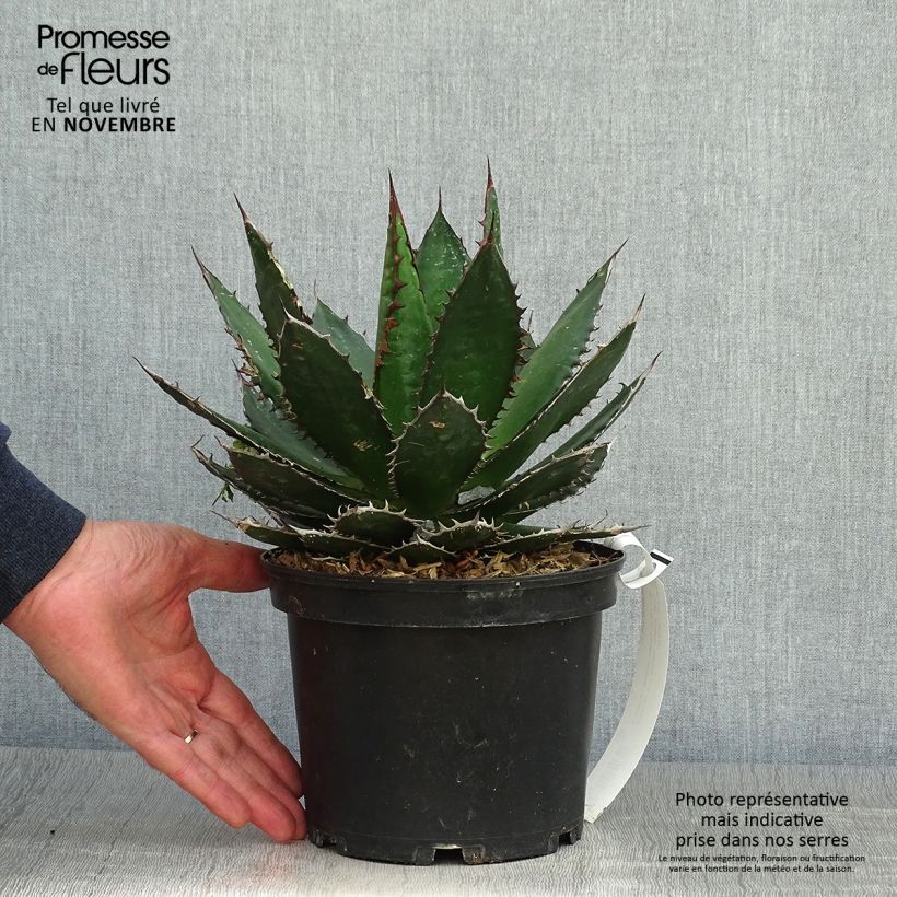 Exemplaar van Agave horrida Pot de 3L/4L zoals geleverd in de herfst