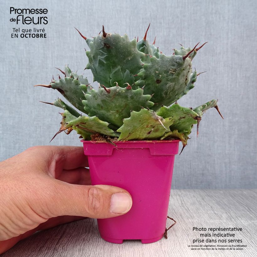 Exemplaar van Agave isthmensis Pot van 10 cm/11 cm zoals geleverd in de herfst