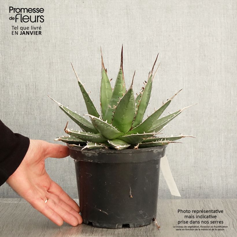 Example of Agave kerchovei Pot van 3 l/4 l as you get in hiver