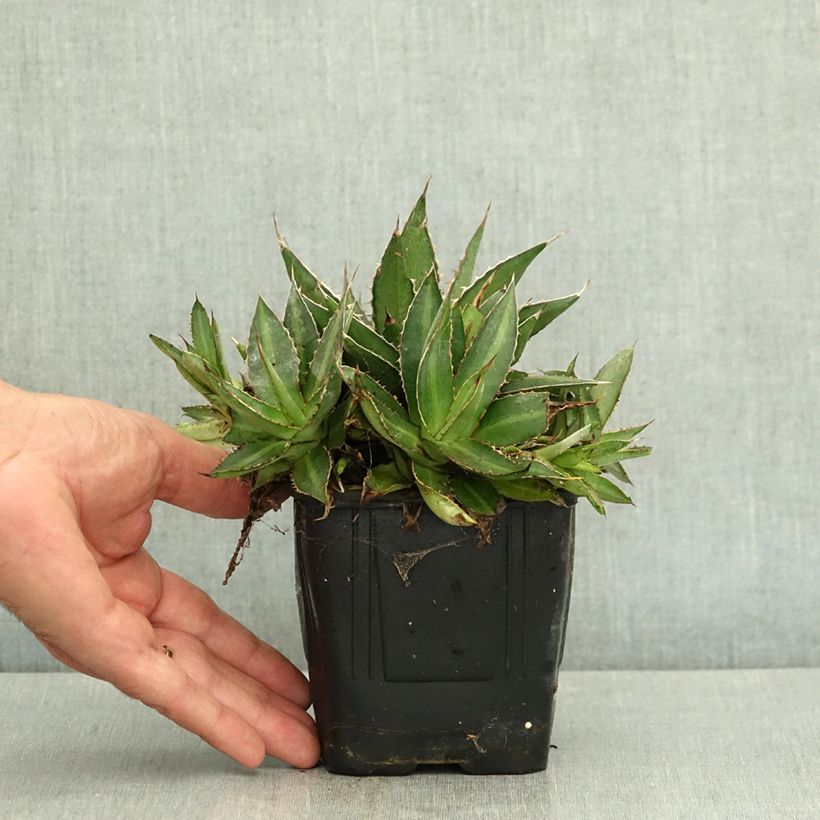 Exemplaar van Agave lophantha - Doornkraag agave Pot van 12 cm / 13 cm zoals geleverd in de zomer