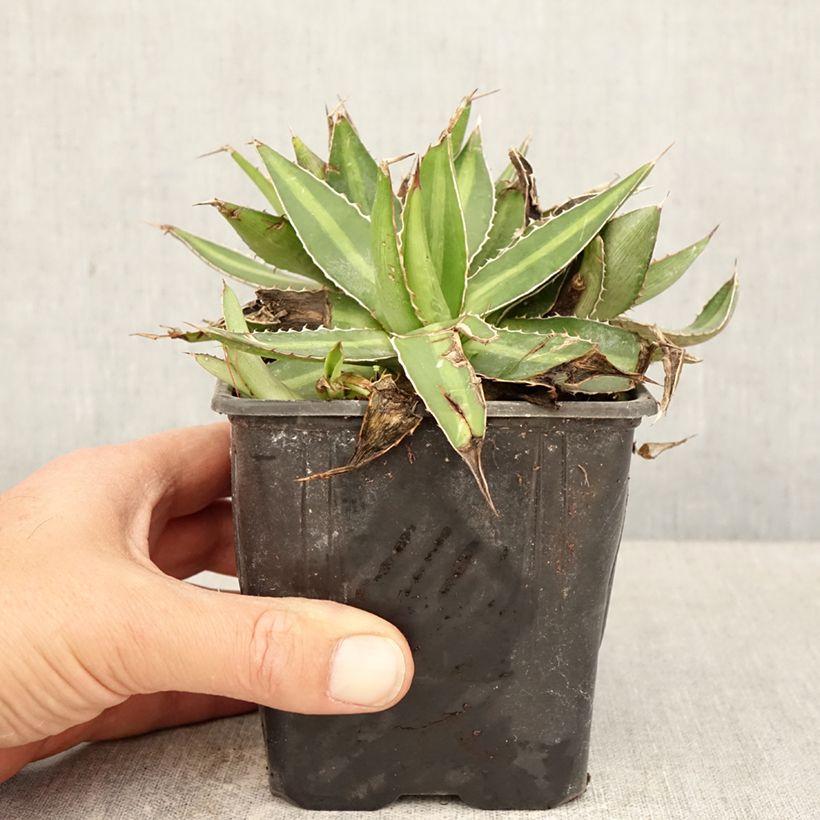 Exemplaar van Agave lophantha - Doornkraag agave Pot van 12 cm / 13 cm zoals geleverd in de lente