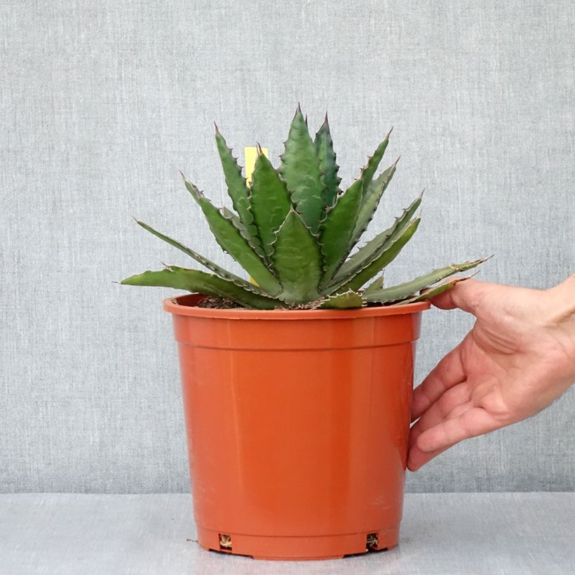 Example of Agave lophantha - Agave à crête épineuse Pot van 4 l/5 l as you get in hiver