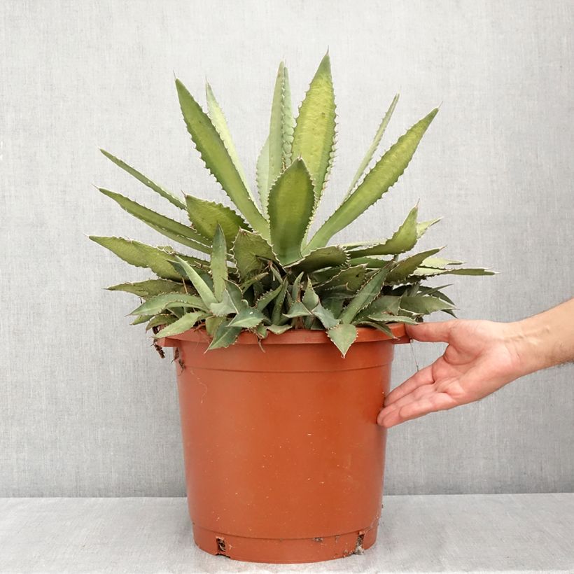 Exemplaar van Agave lophantha Ensifera - Doornkraag agave Pot van 12 l/15 l zoals geleverd in de zomer