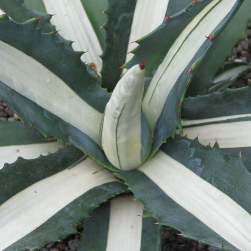 Agave Mediopicta Alba - Honderdjarige aloë (Foliage)