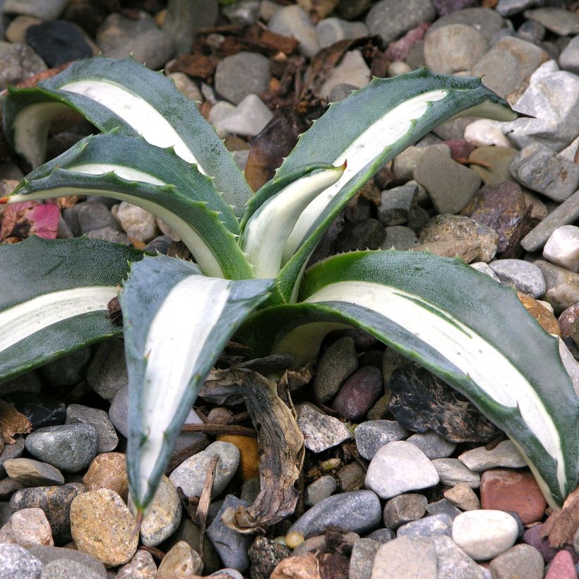 Agave Mediopicta Alba - Honderdjarige aloë (Plant habit)