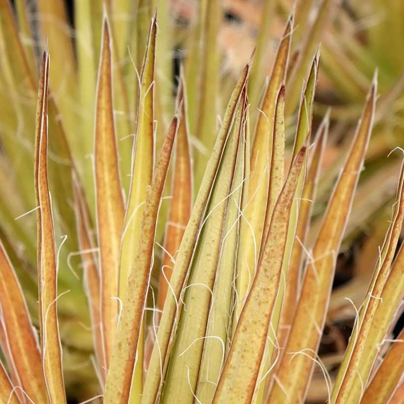 Agave multifilifera (Foliage)