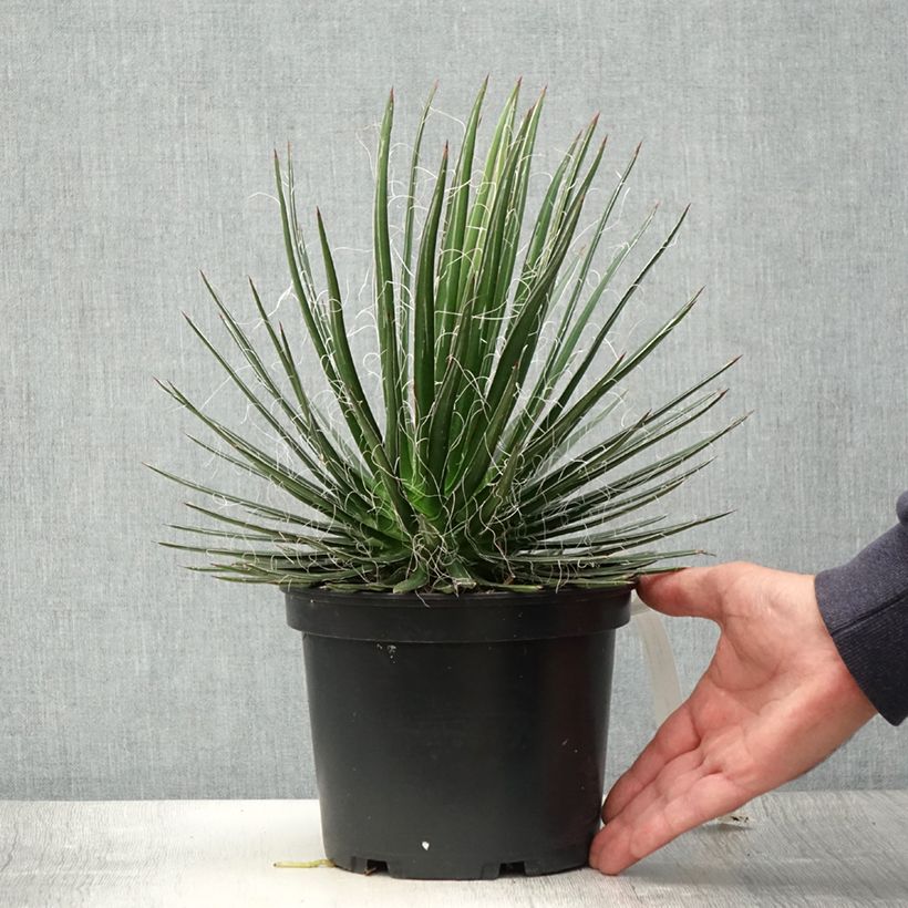 Exemplaar van Agave multifilifera Pot van 3 l/4 l zoals geleverd in de zomer