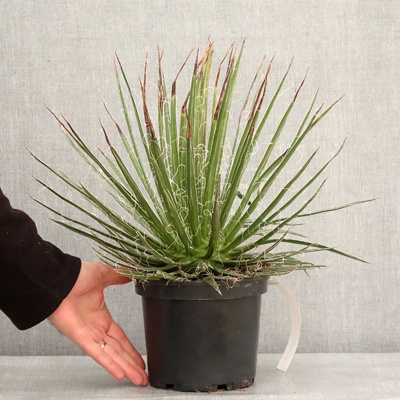 Example of Agave multifilifera - Agave des montagnes Pot van 3 l/4 l as you get in hiver