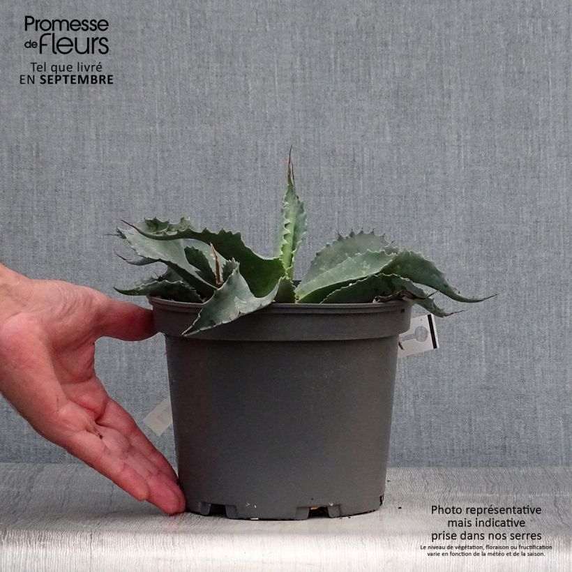 Exemplaar van Agave ovatifolia - Walvis Tong Agave Pot van 3 l/4 l zoals geleverd in de herfst