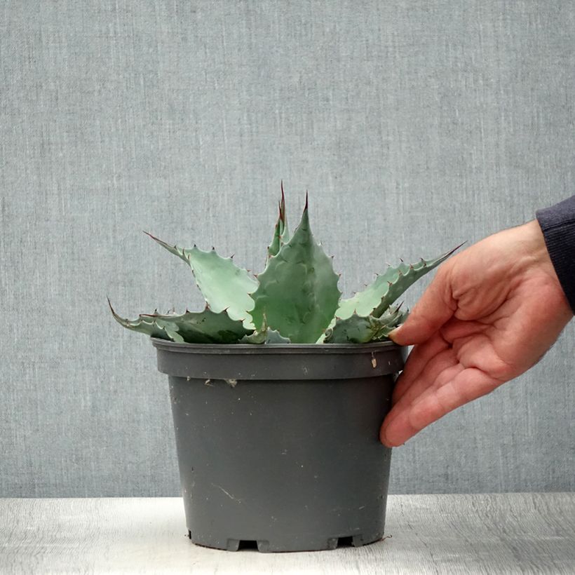 Exemplaar van Agave ovatifolia - Walvis Tong Agave Pot van 3 l/4 l zoals geleverd in de zomer