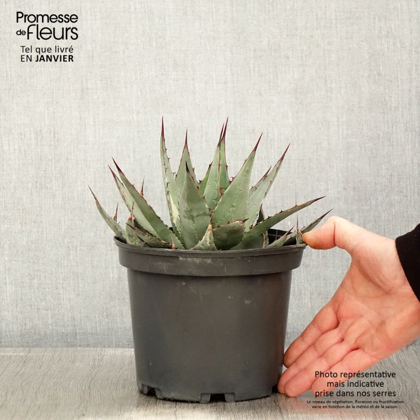 Example of Agave parrasana Pot van 3 l/4 l as you get in hiver