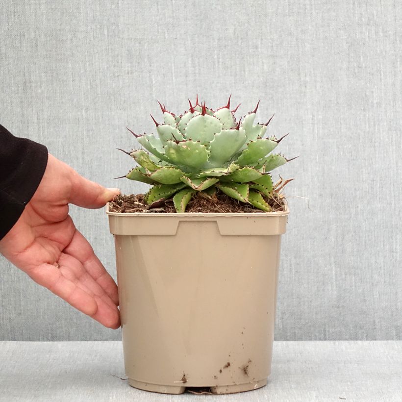 Example of Agave potatorum Kichiokan Pot van 3 l/4 l as you get in hiver