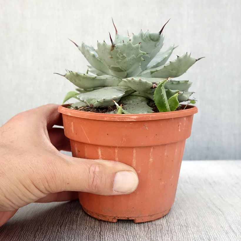 Exemplaar van Agave potatorum Pot de 2L/3L zoals geleverd in de herfst