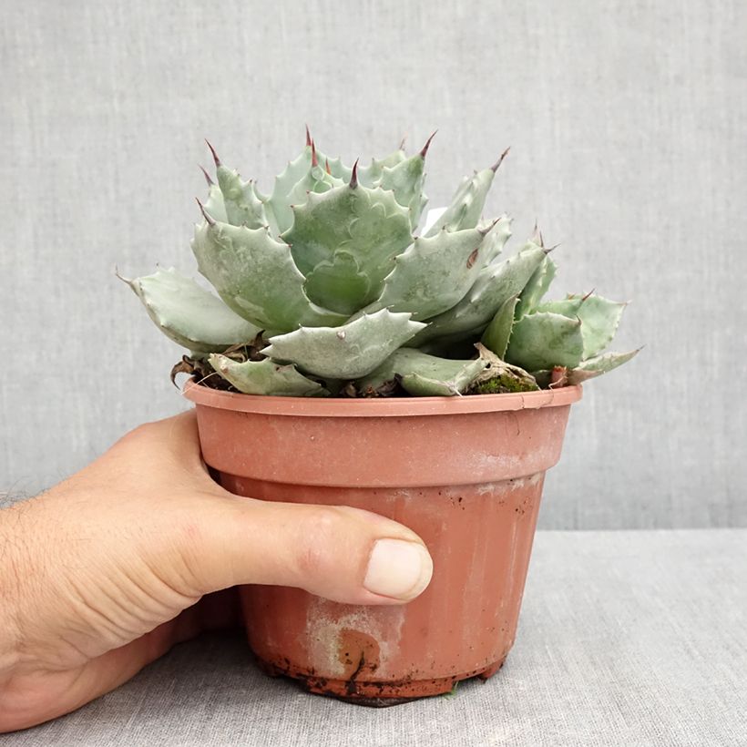 Exemplaar van Agave potatorum Pot van 2 l/3 l zoals geleverd in de zomer