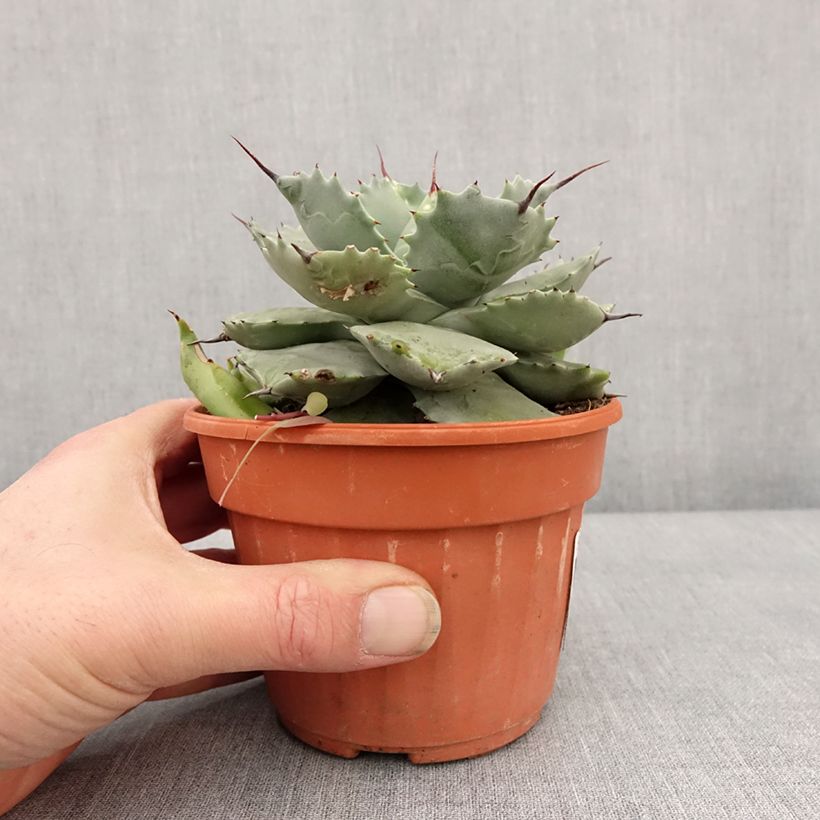 Example of Agave potatorum Pot van 2 l/3 l as you get in hiver