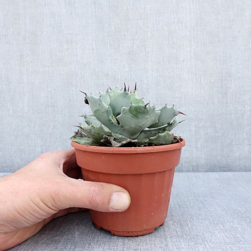 Exemplaar van Agave potatorum Pot van 2 l/3 l zoals geleverd in de lente