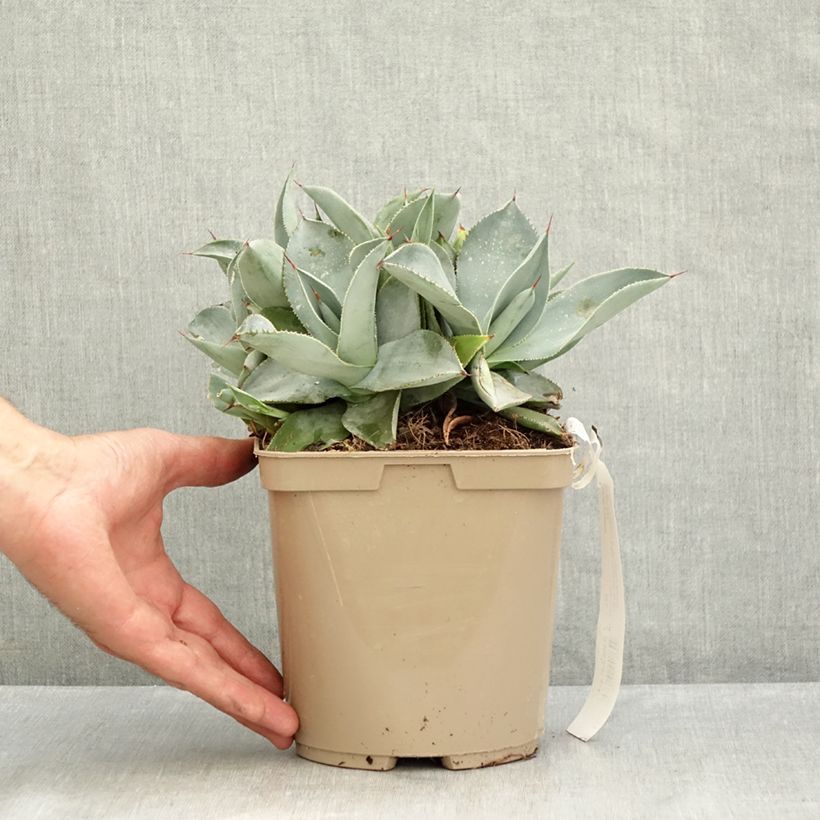 Exemplaar van Agave pygmae Dragon Toes Pot van 3 l/4 l zoals geleverd in de zomer