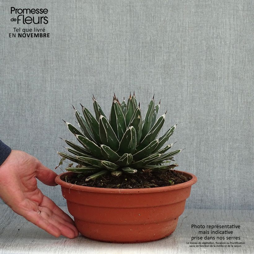 Exemplaar van Agave victoriae-reginae - Koningin Victoria-agave Pot van 4 l/5 l zoals geleverd in de herfst