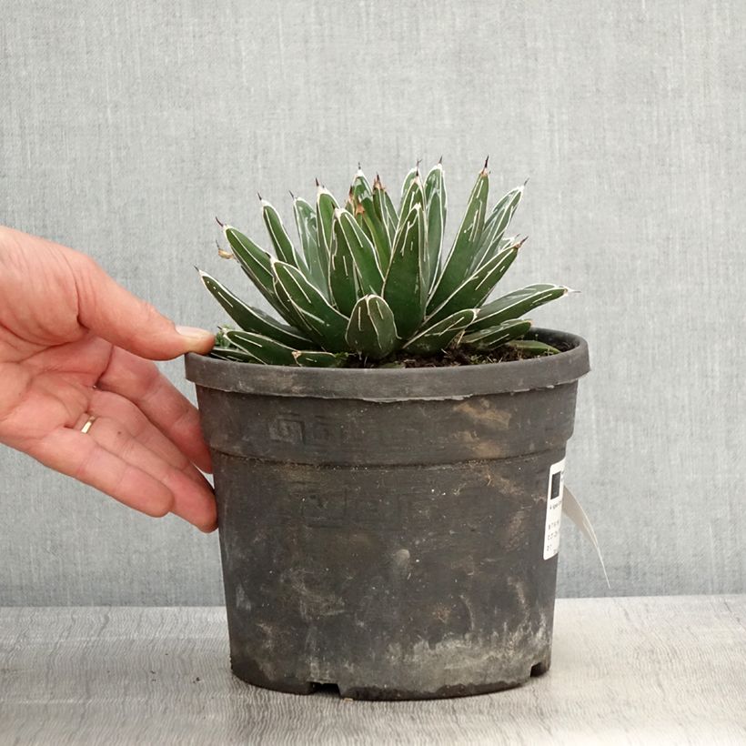 Exemplaar van Agave victoriae-reginae - Koningin Victoria-agave Pot van 4 l/5 l zoals geleverd in de lente