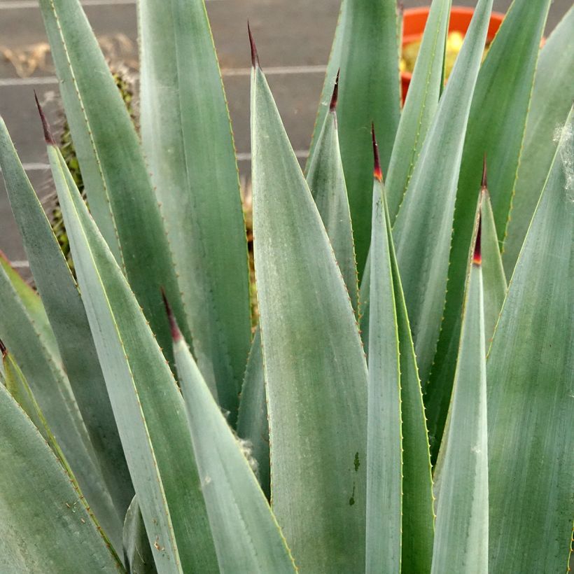 Agave x winteriana (Blad)