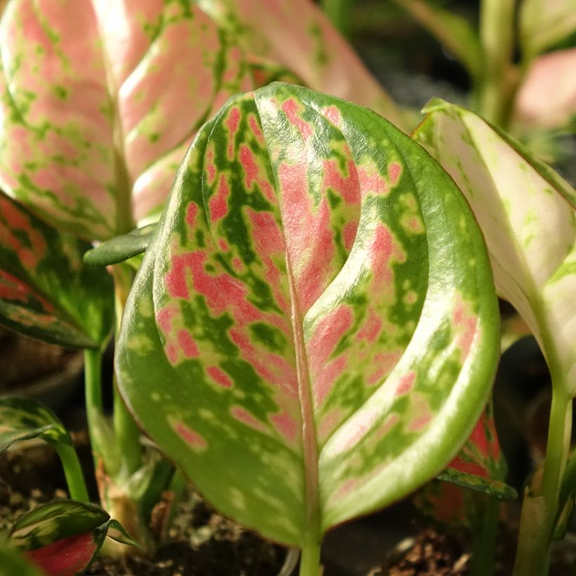 Aglaonema Beauty (Blad)