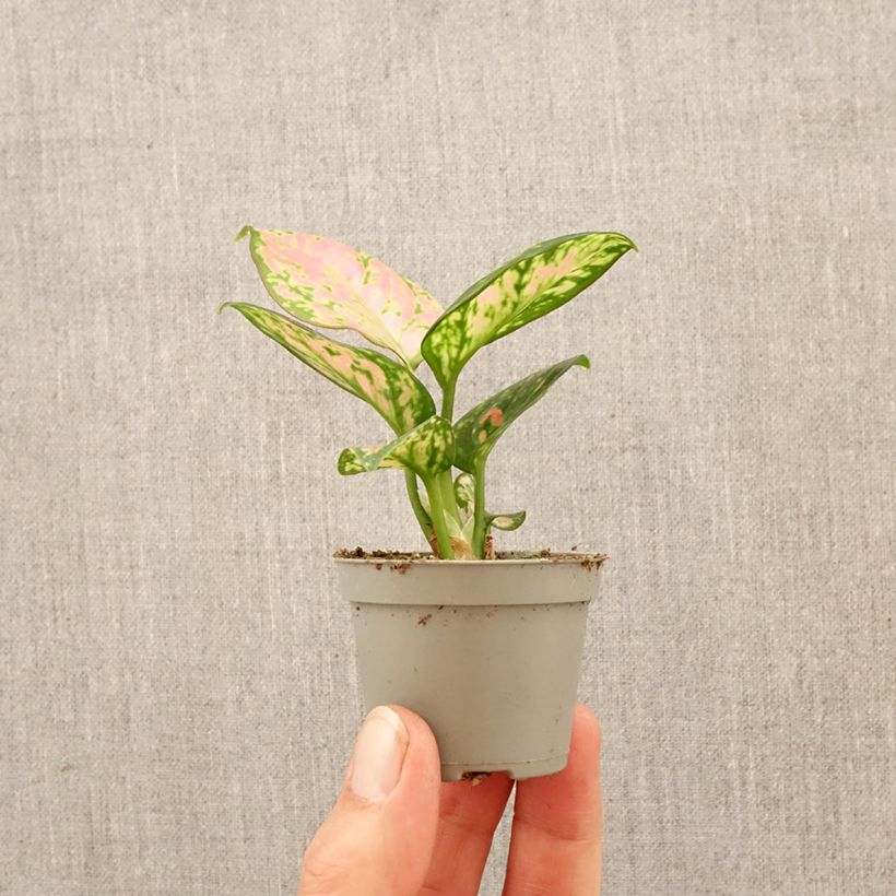 Exemplaar van Aglaonema Beauty Mini-kamerplanten zoals geleverd in de lente