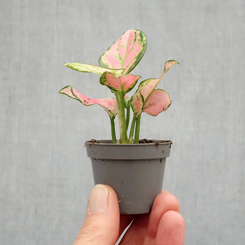 Exemplaar van Aglaonema Rich Red Mini-kamerplanten zoals geleverd in de lente