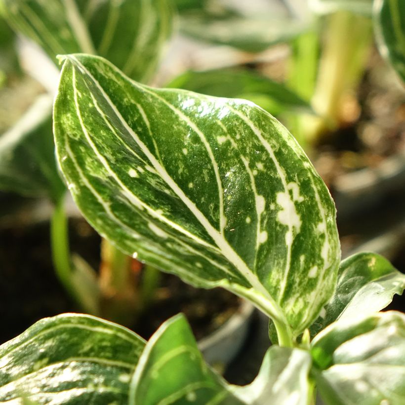 Aglaonema Toms Pride (Blad)