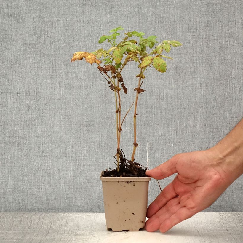 Exemplaar van Agrimonia eupatoria Alba - Gewone agrimonie Kweekpotje van 8/9 cm zoals geleverd in de zomer