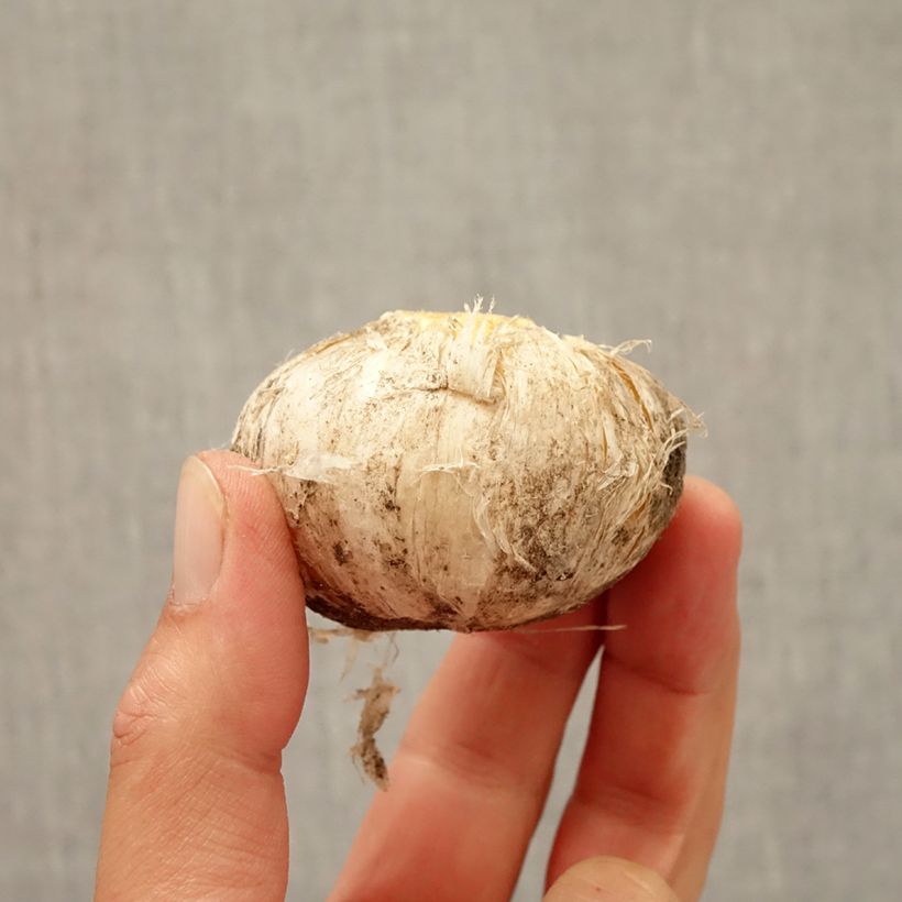 Exemplaar van Allium Lucy Ball - Sierui Bol kaliber 16/18 zoals geleverd in de herfst