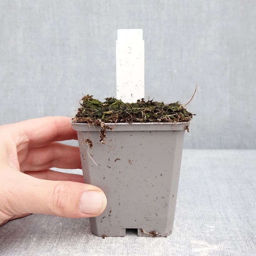 Exemplaar van Allium aflatunense Purple Sensation - Sierui Kweekpotje van 8/9 cm kaliber 14+ zoals geleverd in de winter