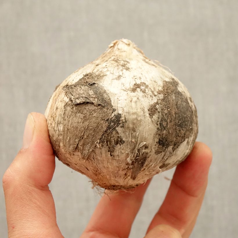 Example of Allium Ambassador - Sierui Bol size 24+ as you get in automne