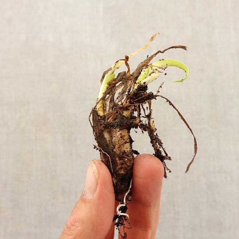 Exemplaar van Allium angulosum - Kantige look Bol kaliber I zoals geleverd in de herfst