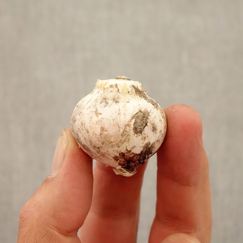 Example of Allium atropurpureum - Sierui Bol size 8+ as you get in automne