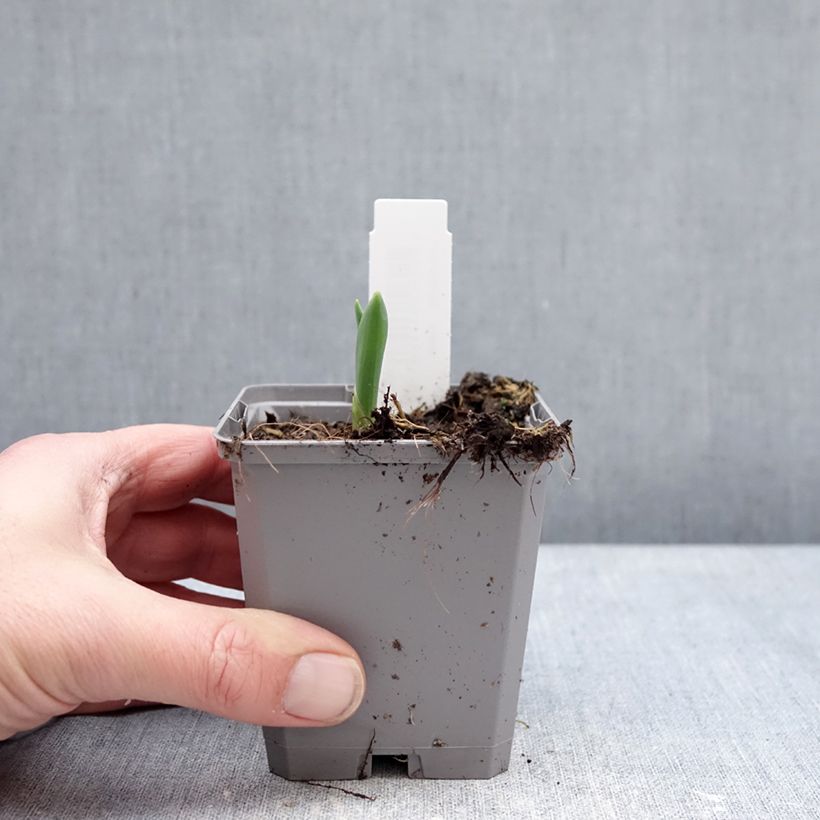 Example of Allium atropurpureum - Sierui Kweekpotje van 8/9 cm size 8+ as you get in hiver