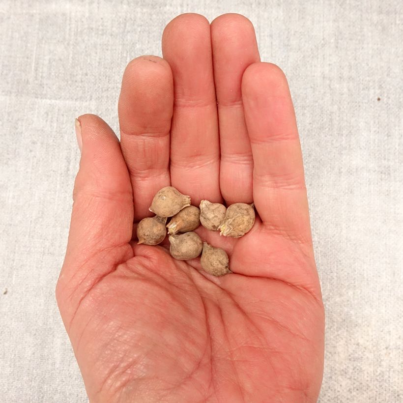Exemplaar van Allium caeruleum - Blauwe sierui Bol kaliber 4+ zoals geleverd in de lente