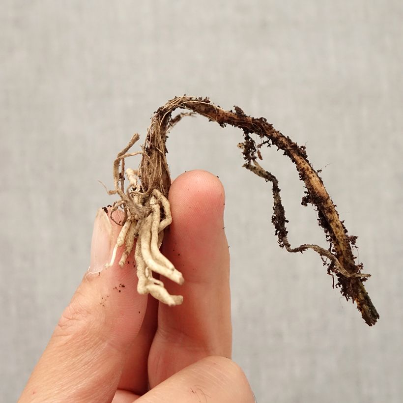 Exemplaar van Allium cyathophorum var farreri - Sierui Bol kaliber I zoals geleverd in de herfst