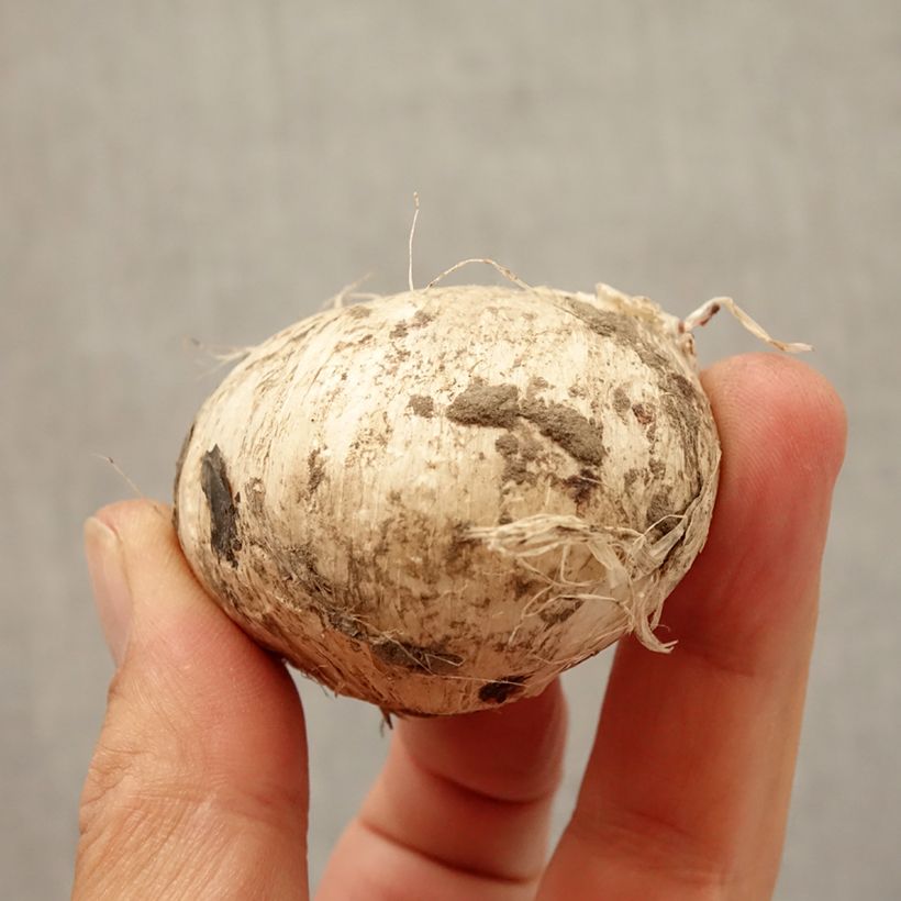 Exemplaar van Allium amethystinum - Sierui Bol kaliber 14+ zoals geleverd in de herfst