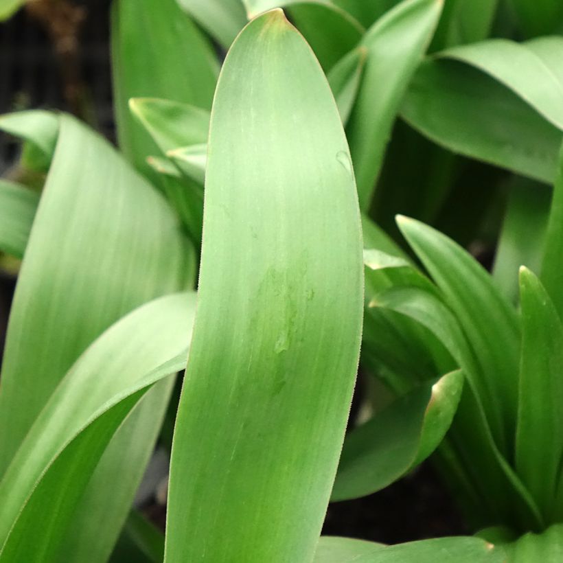 Allium giganteum - Reuzenlook (Blad)
